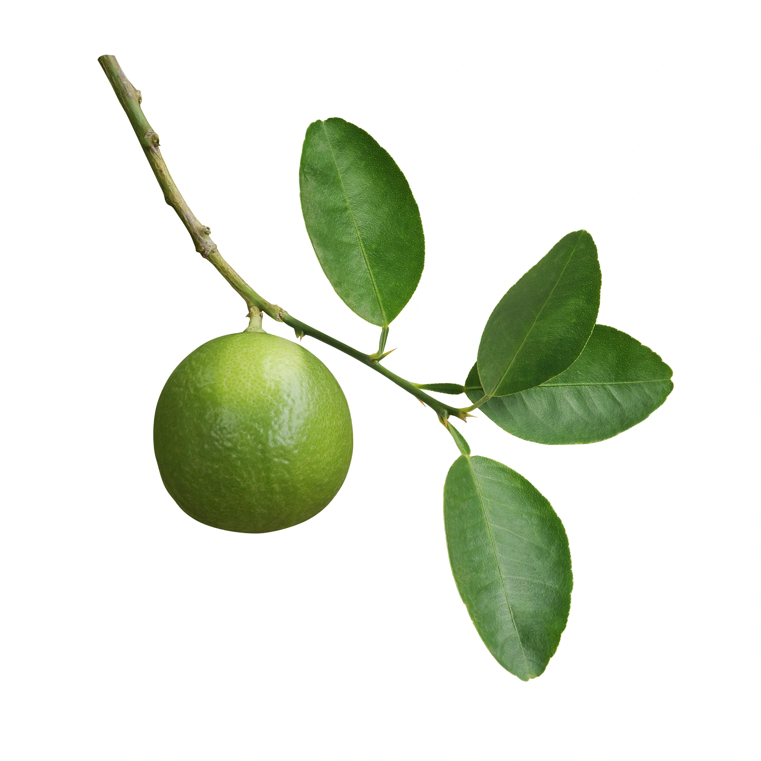 Lime on branch with leaves