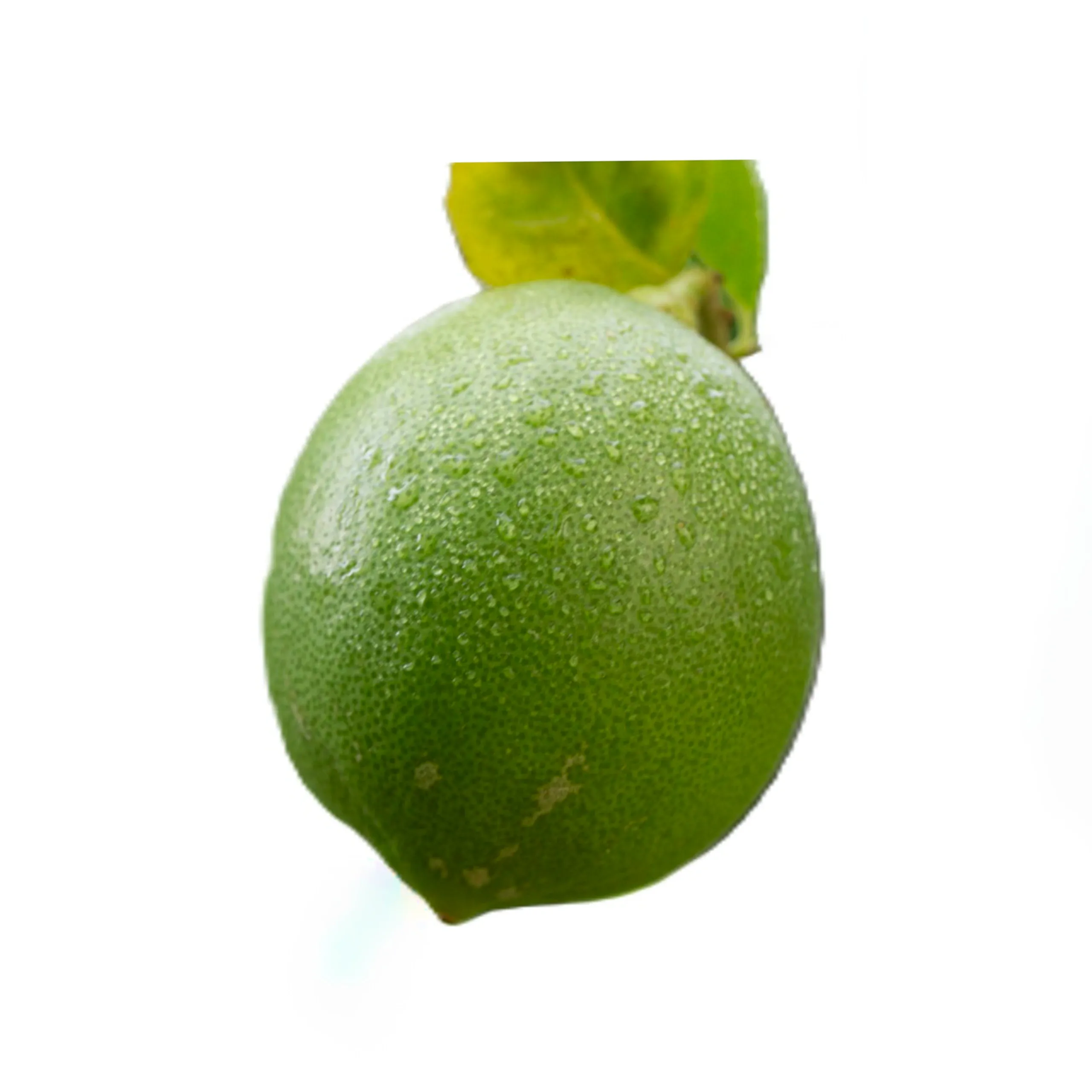 Fresh lime close-up with water droplets